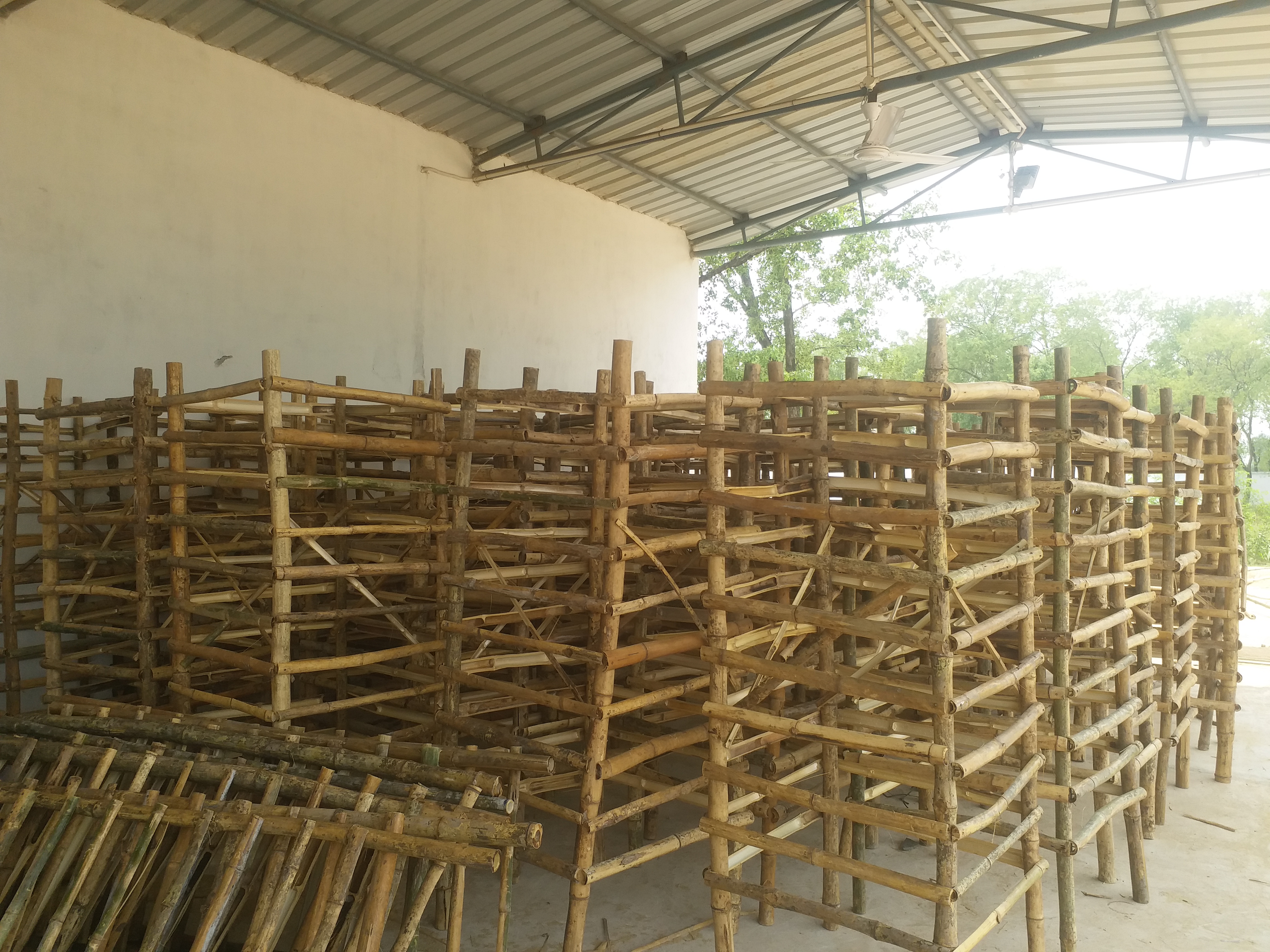 Women prepare bamboo tree guards