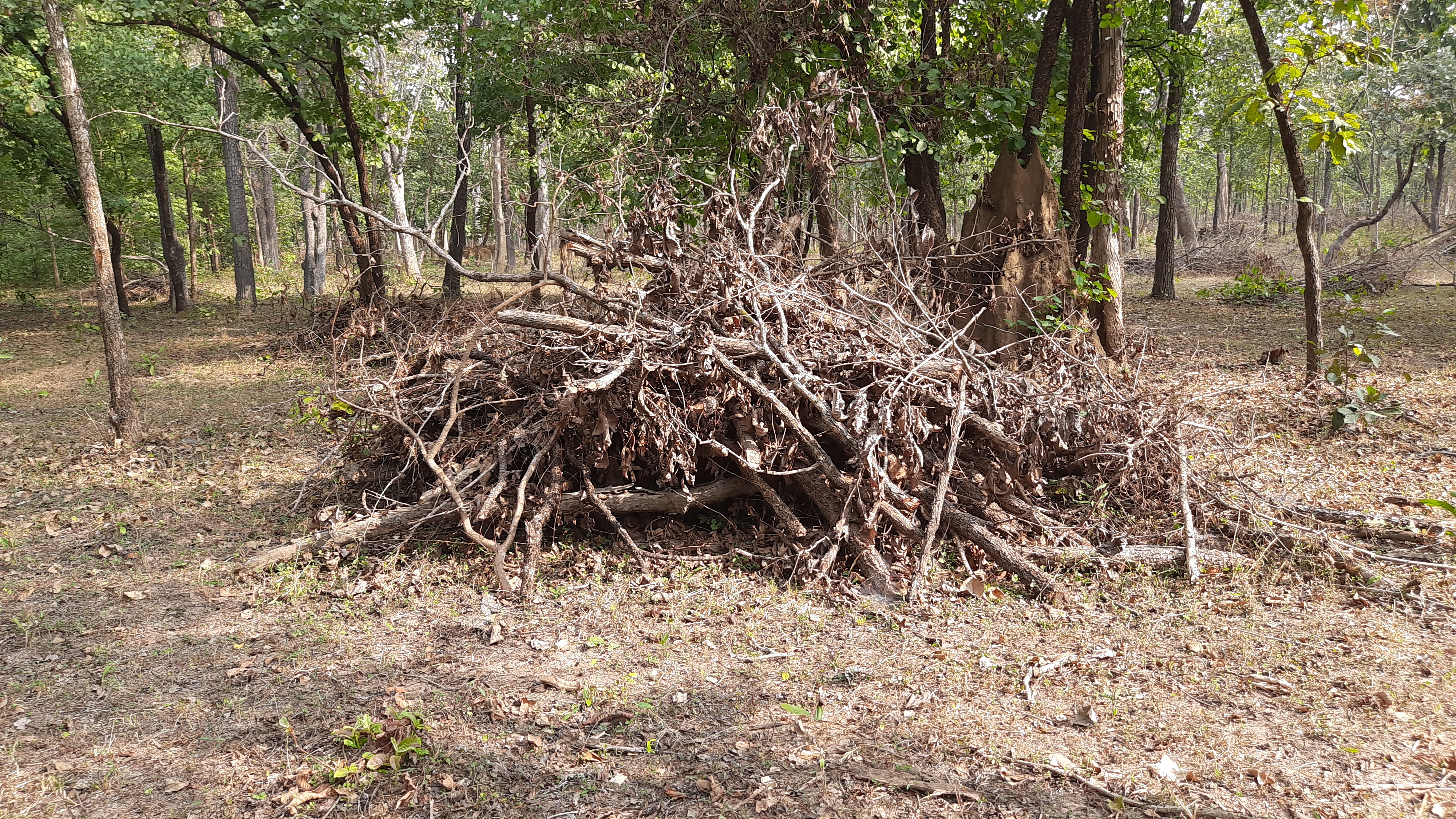 Illegal cutting of trees in Bari Chhapar forest of Singpur range in dhmatrai