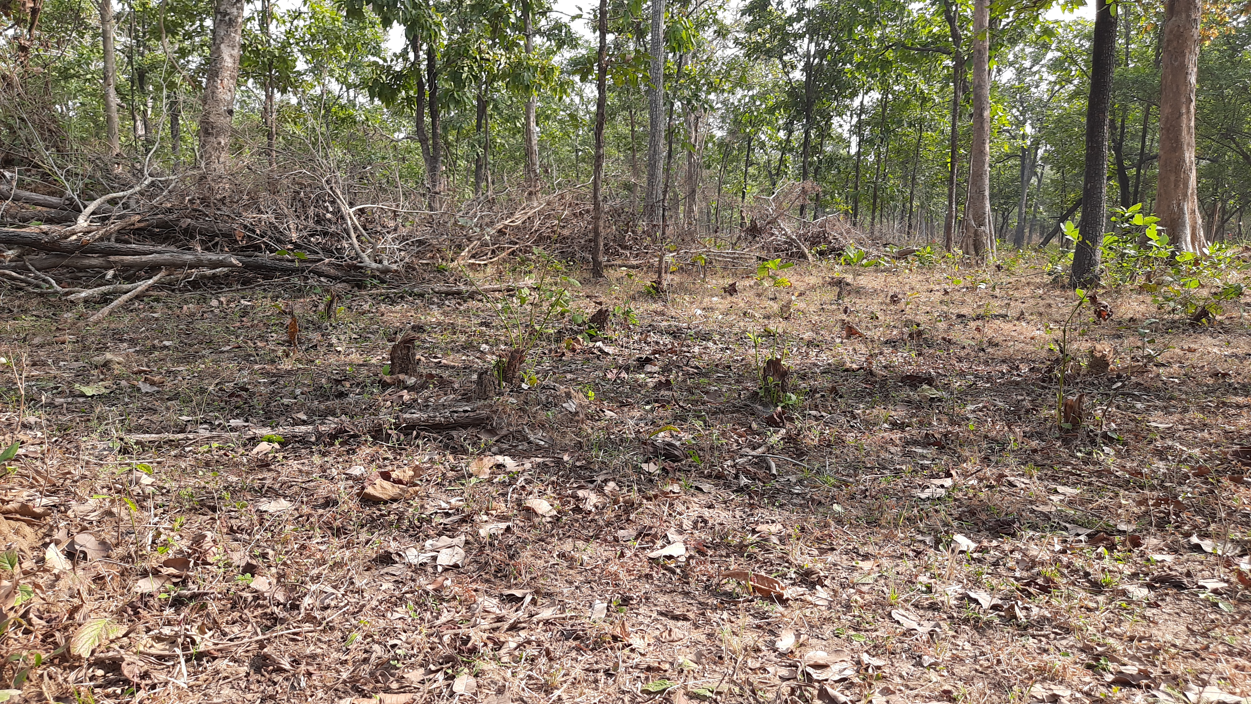 Illegal cutting of trees in Bari Chhapar forest of Singpur range in dhmatrai