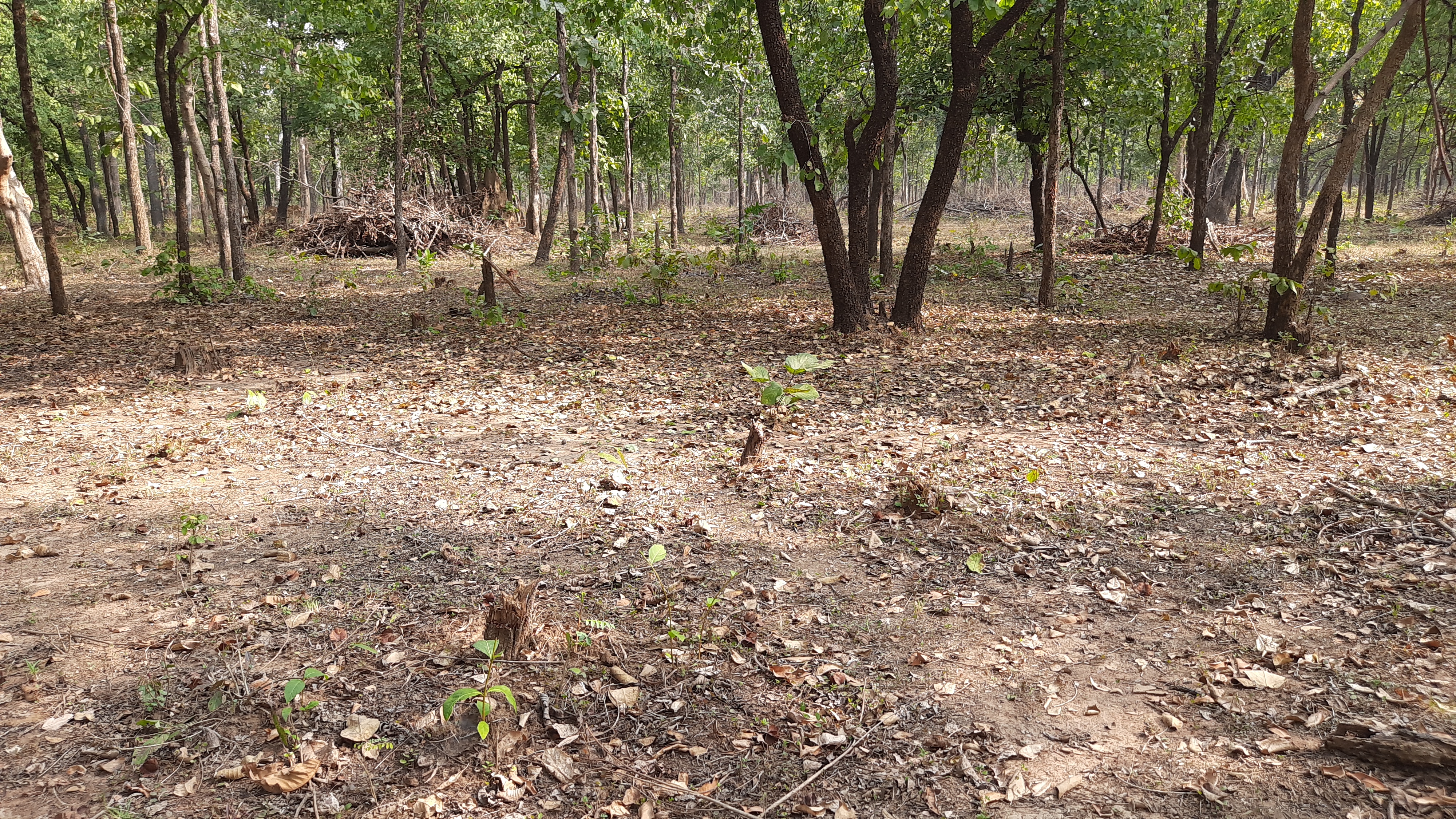 Illegal cutting of trees in Bari Chhapar forest of Singpur range in dhmatrai