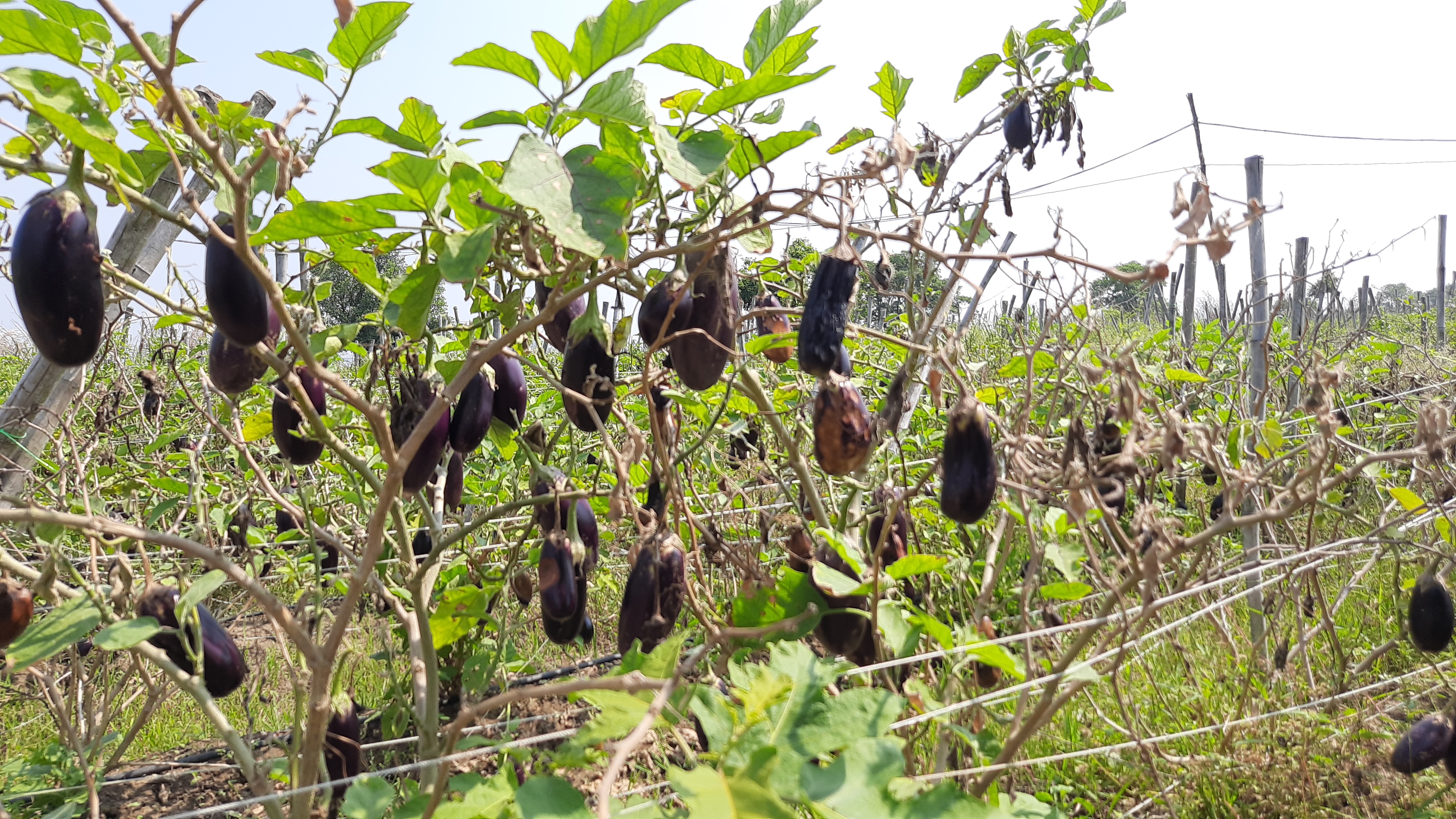 vegitable market down in dhamtari farmers are worry