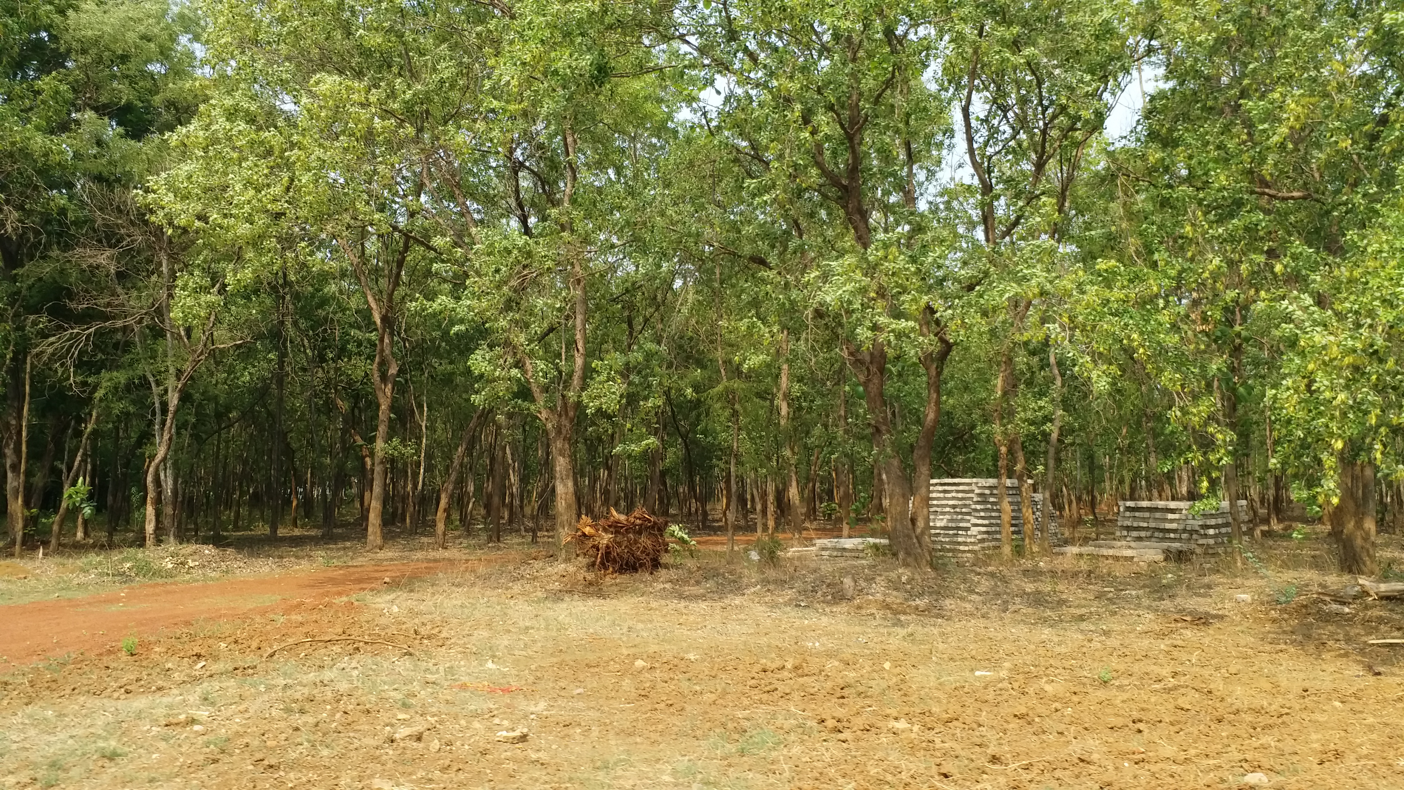 Preparations started to build Biodiversity Park between Bhilai Durg