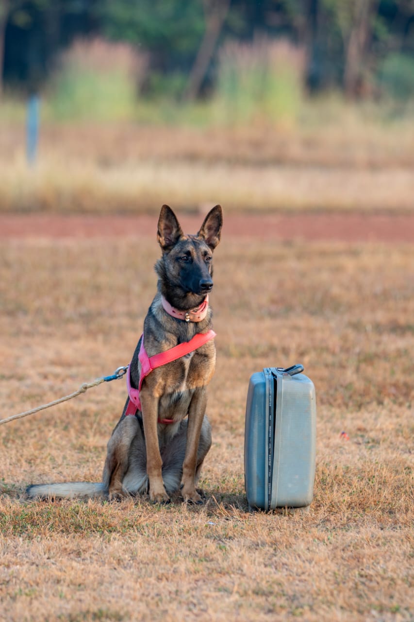 first-time-in-chhattisgarh-narcotics-and-rescue-training-will-be-given-to-dogs-in-durg