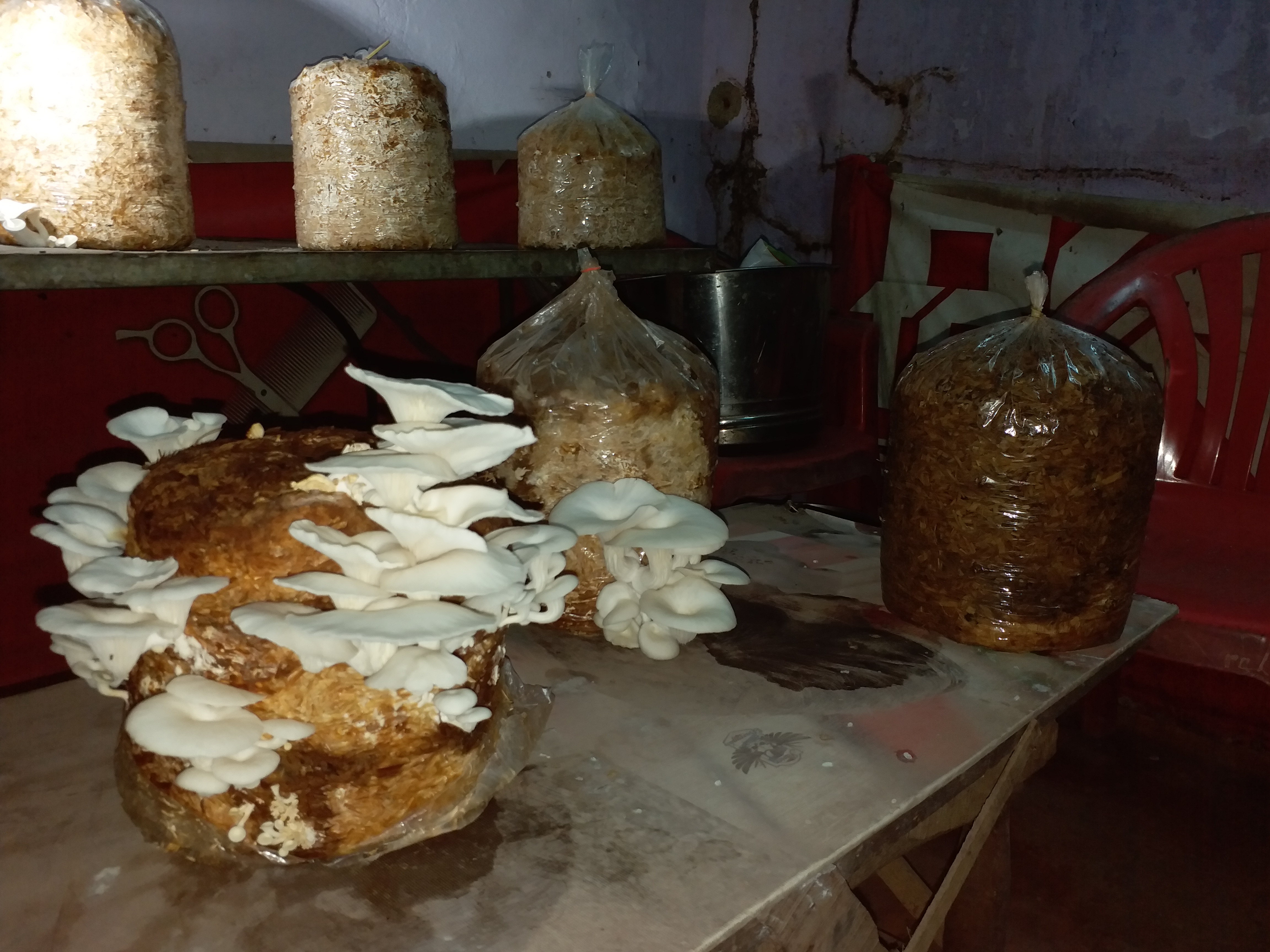 Mushroom Cultivation in Bhilai