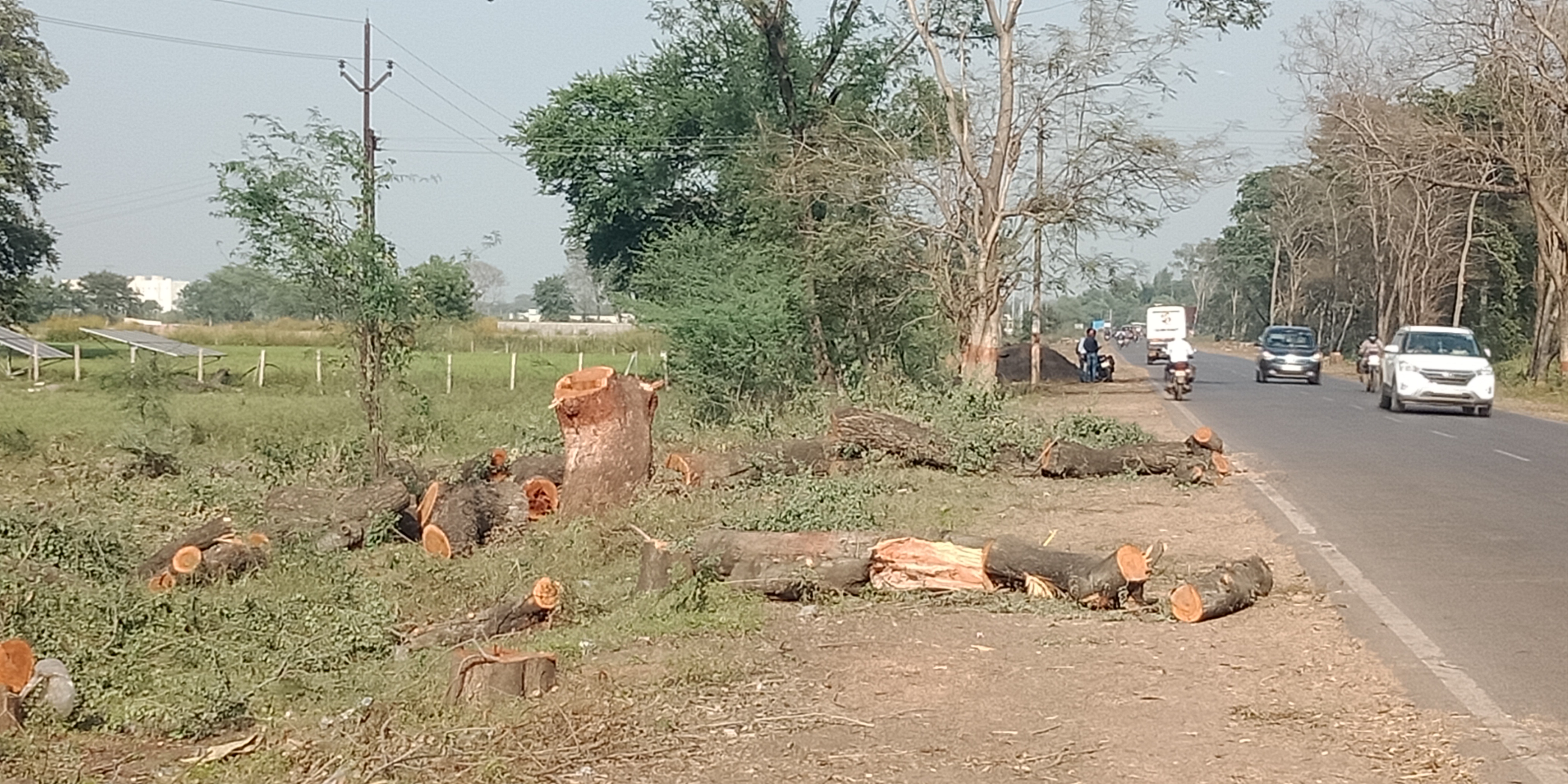 cutting of tree