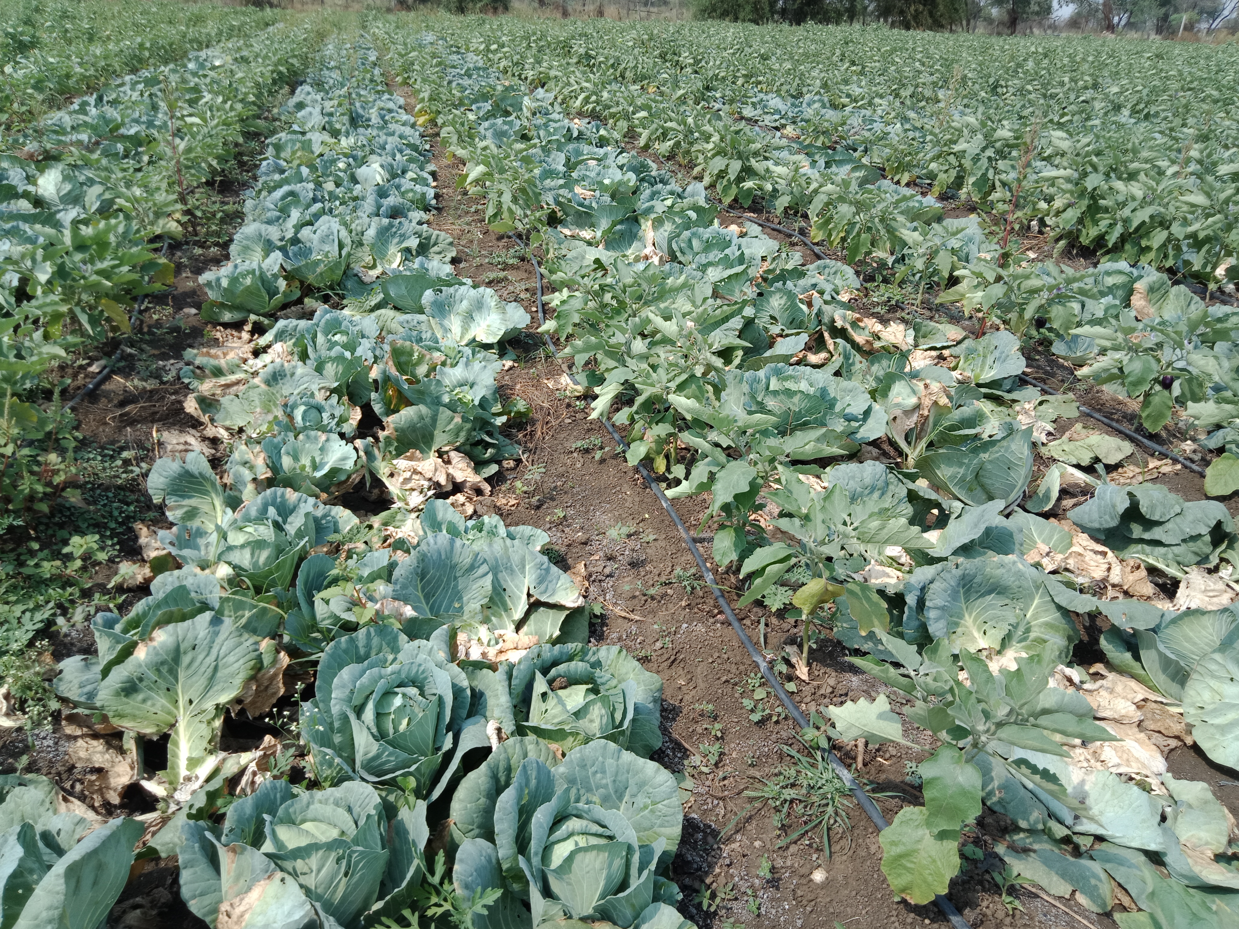 Rumor of corona from cabbage