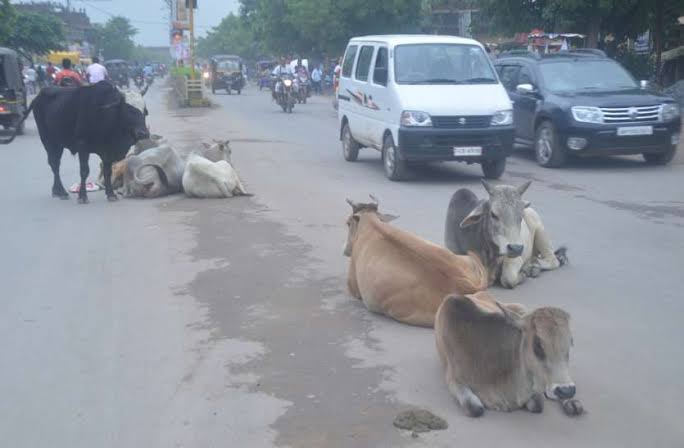 Gathering of cattle on streets