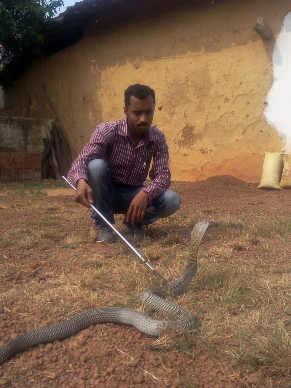 story-of-snake-catcher-ajay-choudhary-of-bhilai