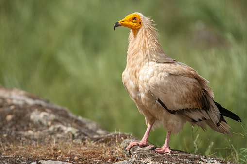 Egyptian Vulture in Durg