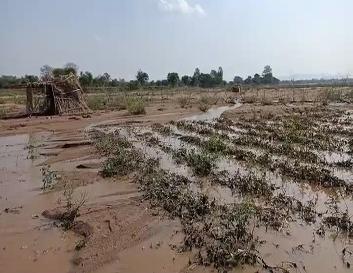 vegetable-crop-wasted-due-to-rain-in-gariyaband