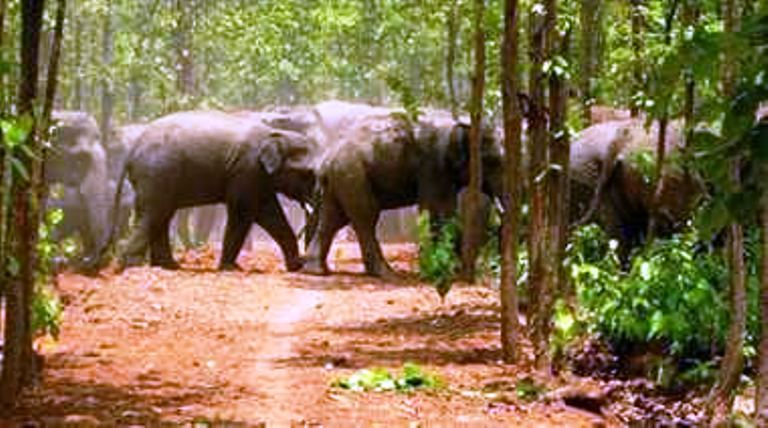 12 elephants broke up houses and thrashed crops in Koylibeda in Gariaband