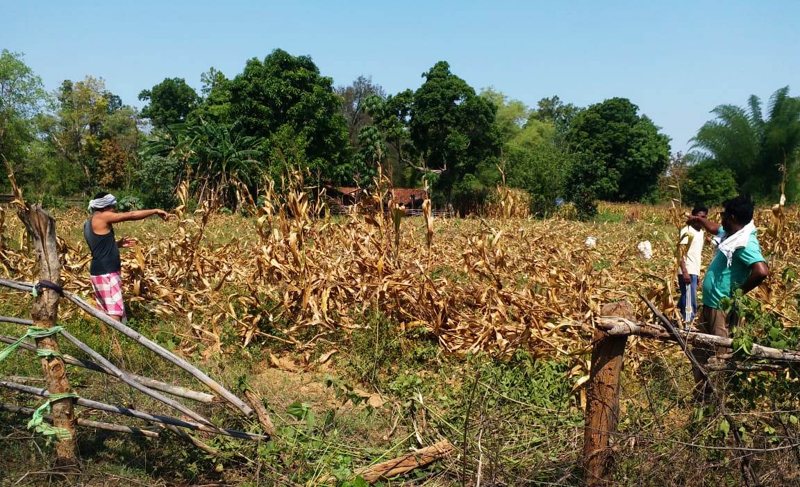 12 elephants broke up houses and thrashed crops in Koylibeda in Gariaband