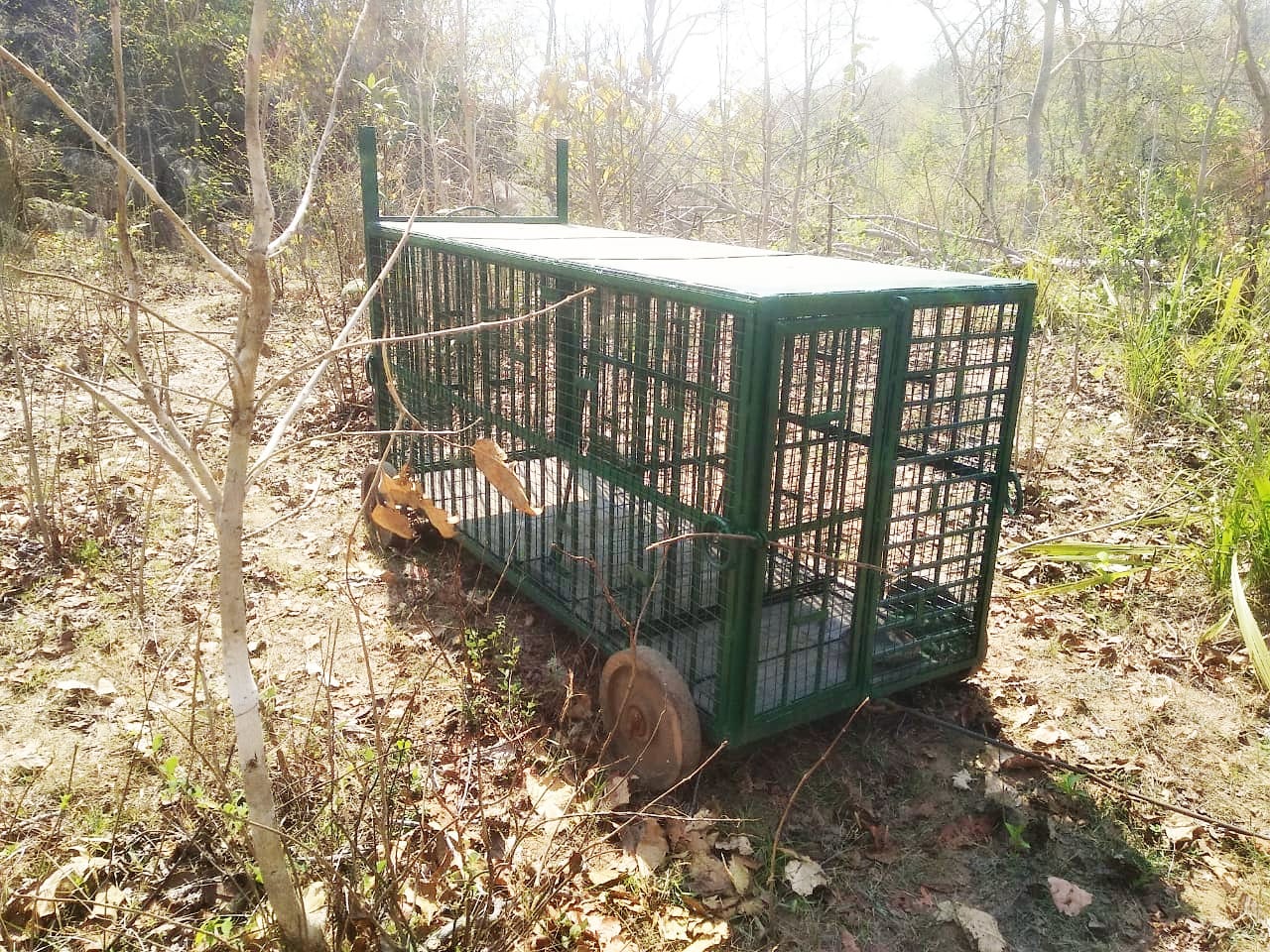 Laying trap to catch leopard in gariaband