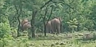 gariaband baruka forest