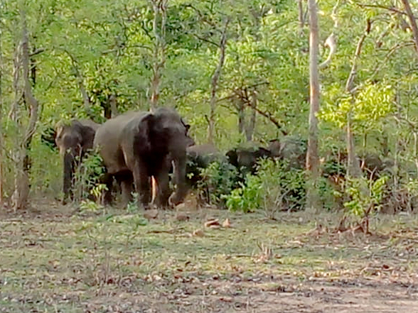 gariaband baruka forest