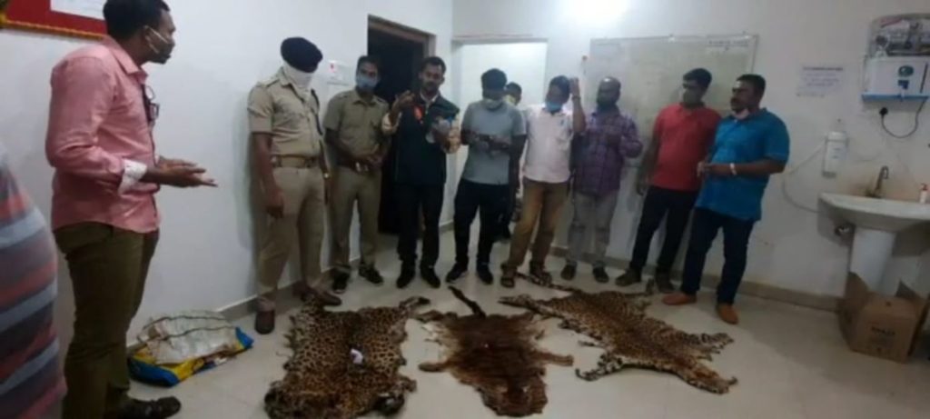 6 smugglers arrested with skins of 4 leopards and a tiger in gariyaband