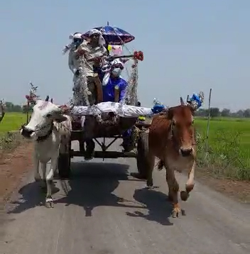 groom-arrives-to-marry-in-a-bullock-cart-amid-lockdown-in-gariaband-district