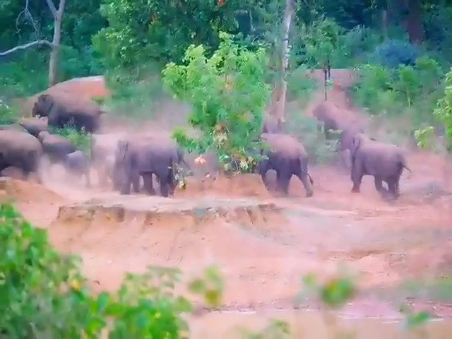 Elephants causing damage