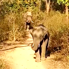 Elephants panic in the villages of Gariaband