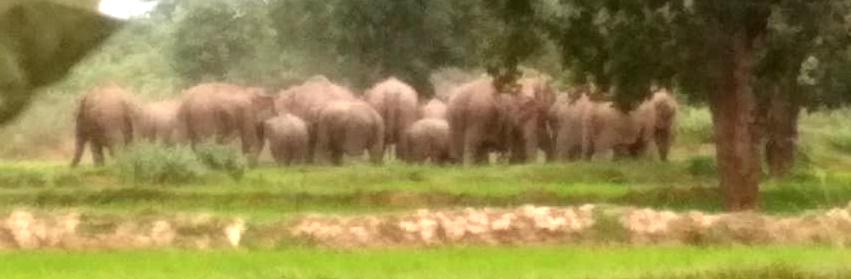 Elephant ran forest staff in Gariaband