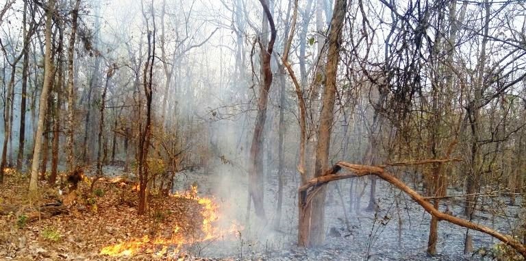 Fire spreading continuously in forests of Udanti Sitanadi Tiger Reserve