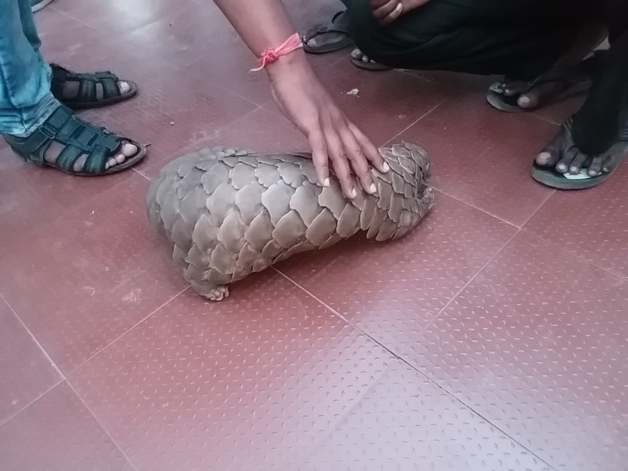 forest department recovered pangolin