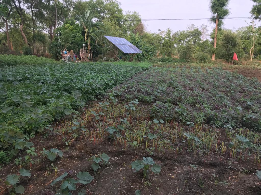 Vegetable cultivation is done with pond water