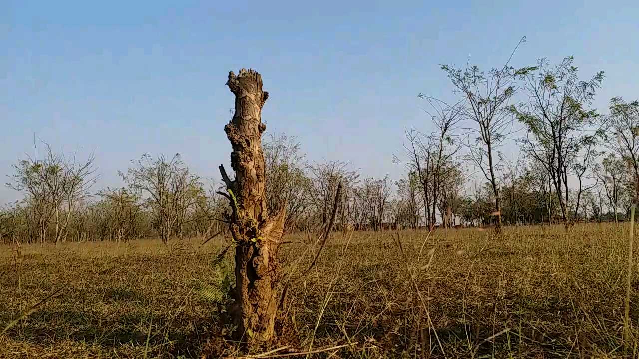 Encroachment has become a problem for thousands of amla trees in Janjgir district