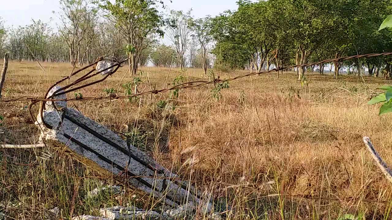 Encroachment has become a problem for thousands of amla trees in Janjgir district