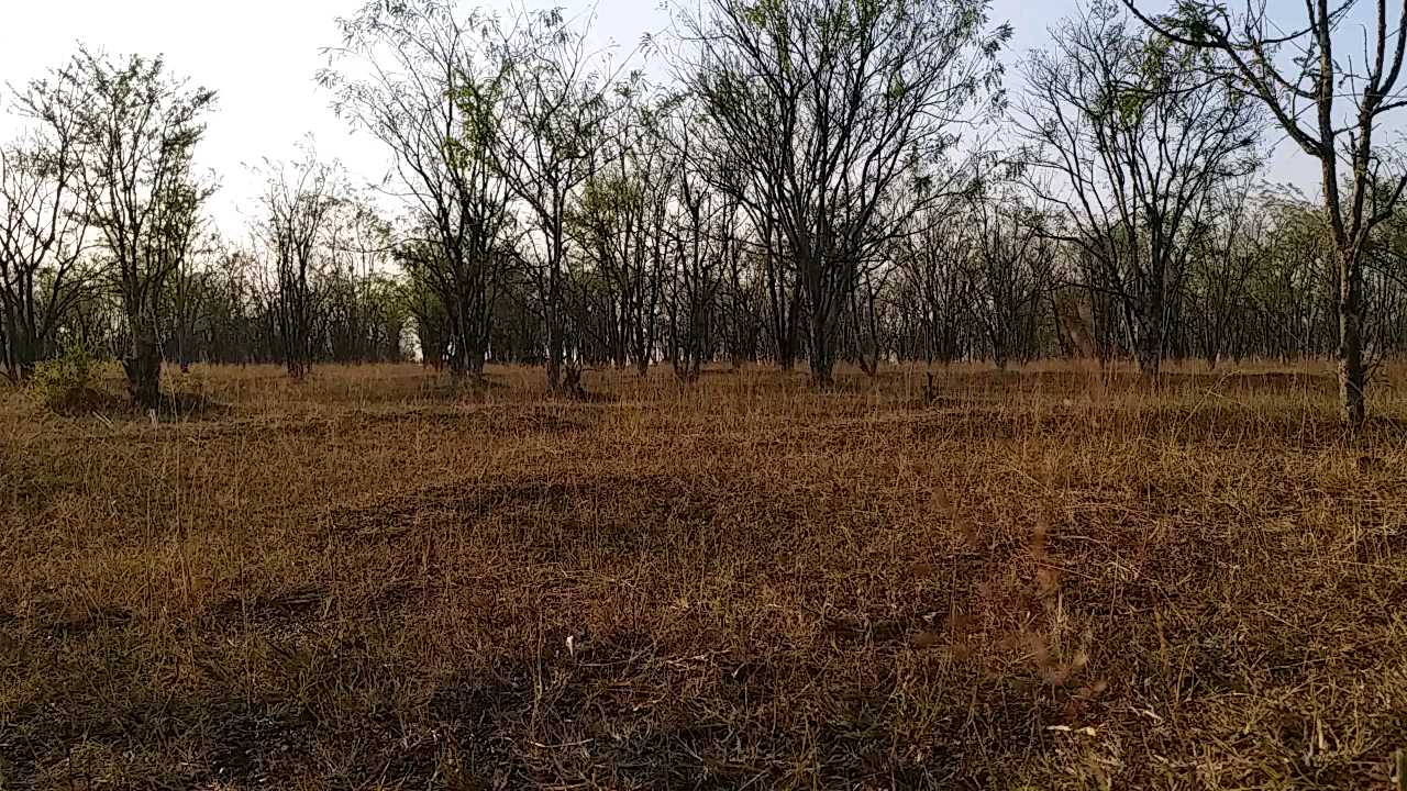 Encroachment has become a problem for thousands of amla trees in Janjgir district