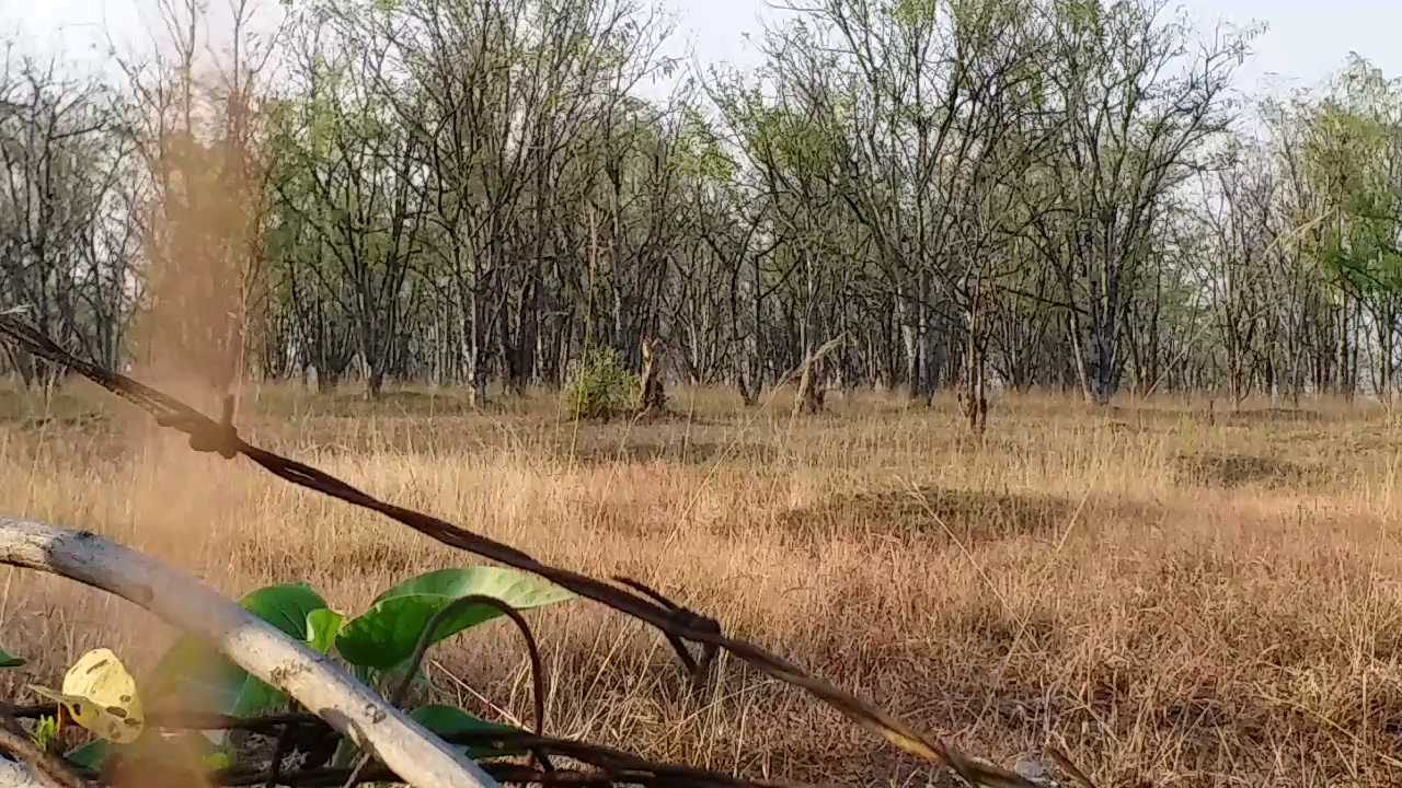 Encroachment has become a problem for thousands of amla trees in Janjgir district