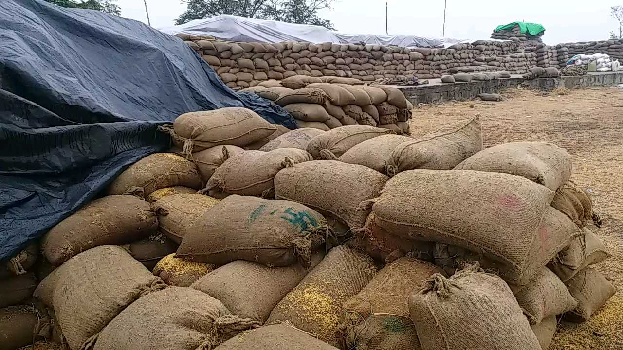 Paddy procurement center paddy got wet due to rain In janjgir