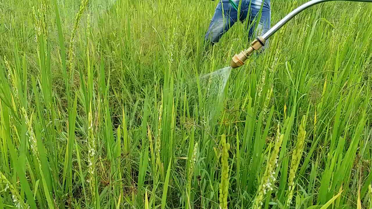 Crop of farmers getting ruined