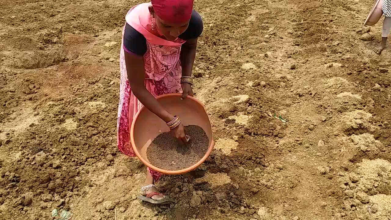 societies-are-making-farmers-aware-for-vermi-compost-fertilizer-in-janjgir-champa