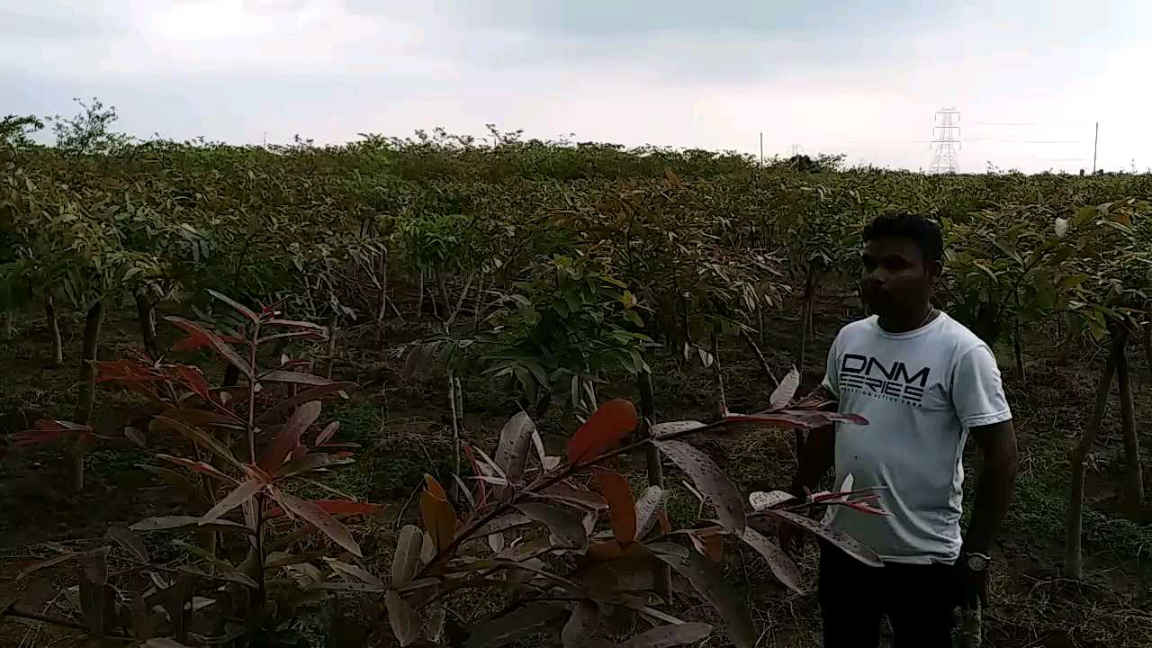 silk production in janjgir champa