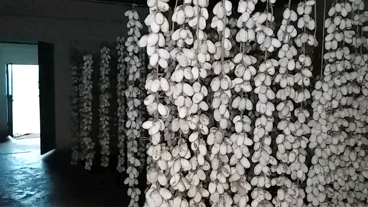 silk production in janjgir champa