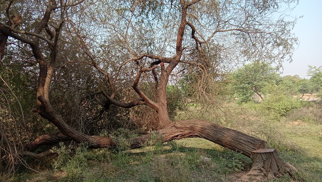 putidih  sarpanch cut down the tree at jajgir champa