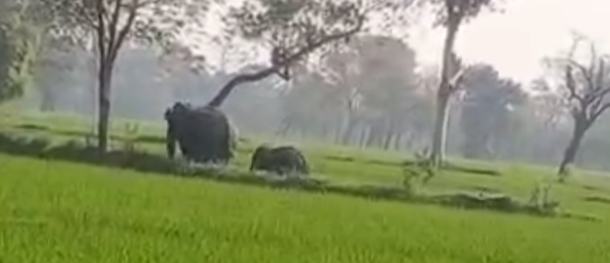 Elephants created furore in Mirouni and Marghati villages of janjgir champa