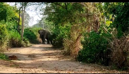 Elephants created furore in Mirouni and Marghati villages of janjgir champa