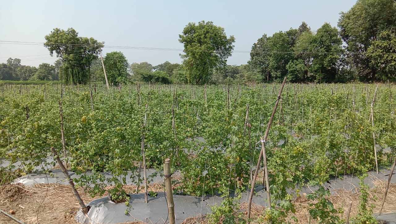 Young farmers are becoming self sufficient by cultivating papaya