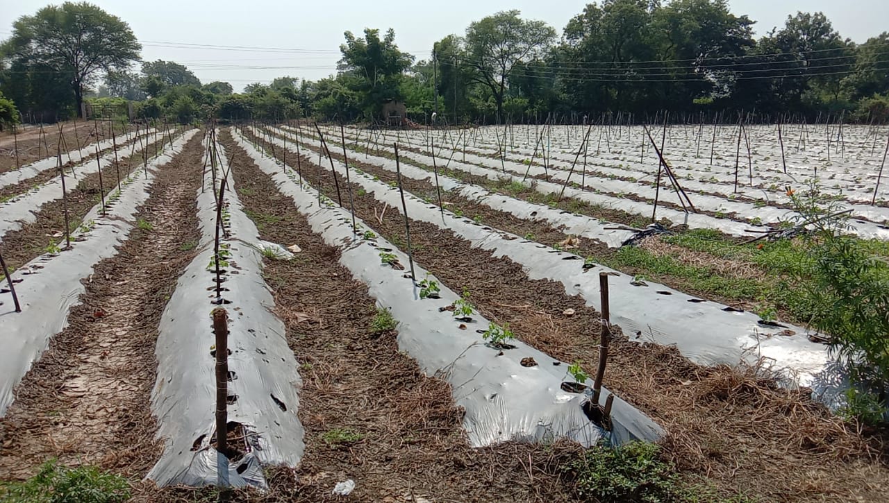 Young farmers are becoming self sufficient by cultivating papaya