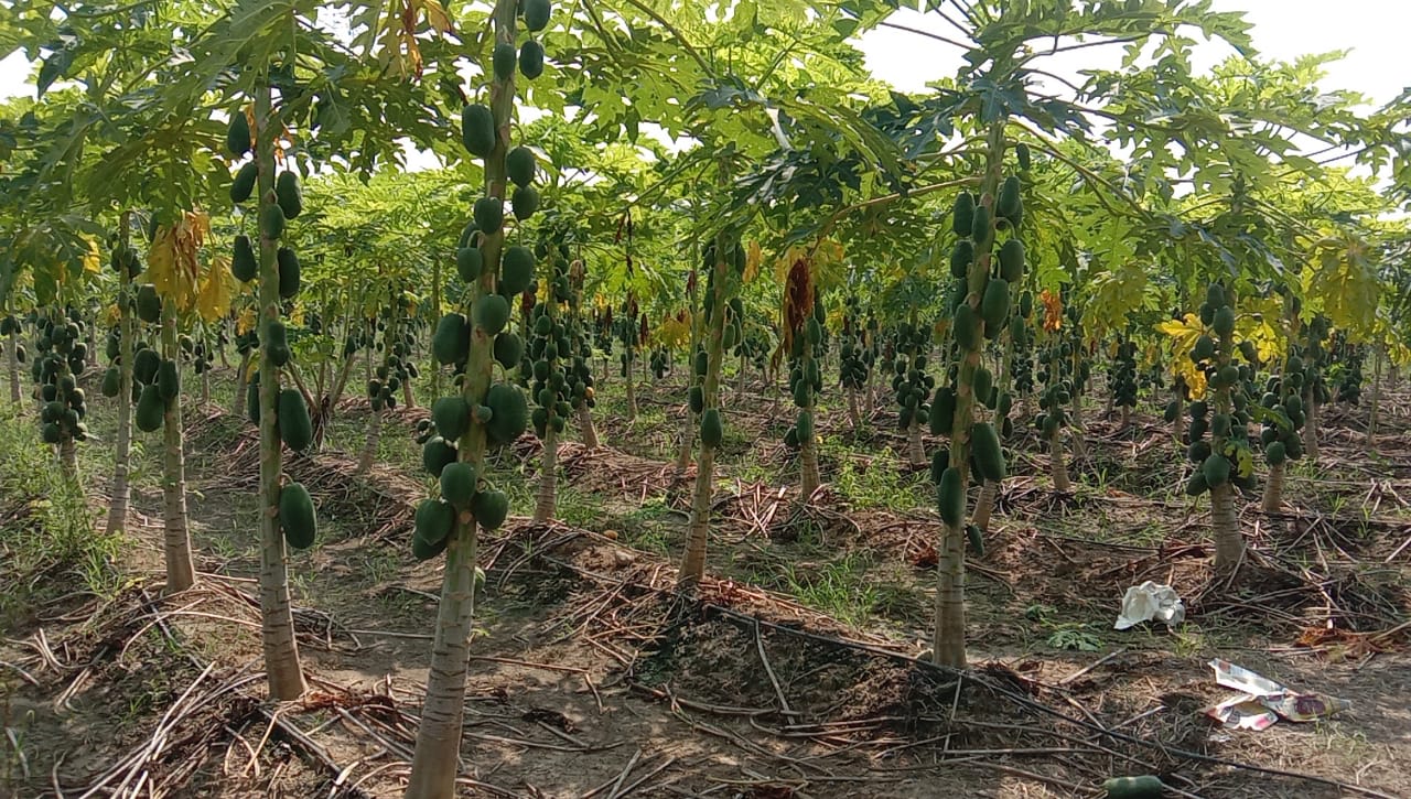 Young farmers are becoming self sufficient by cultivating papaya