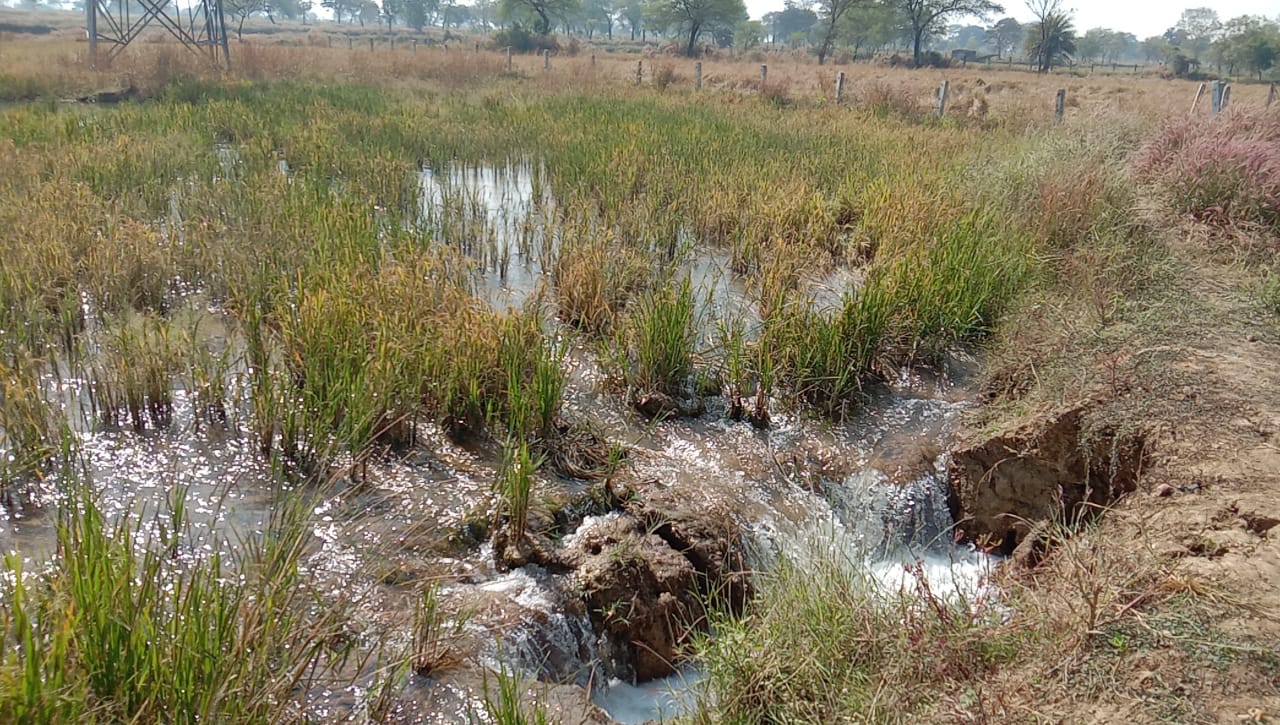 NTPC Lara pipeline burst causing crop failure of farmers fields in janjgir champa