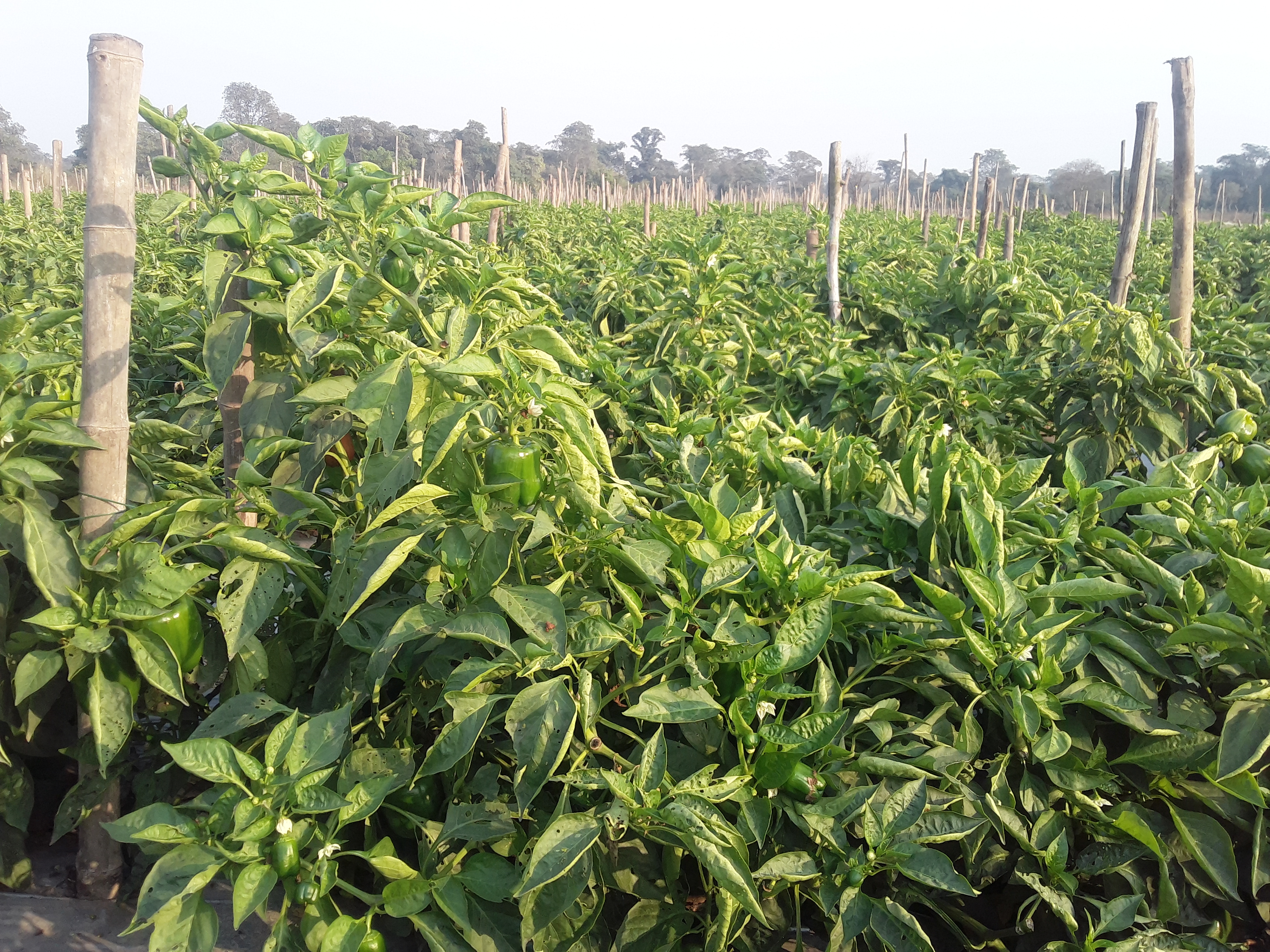 Farmer Karthik Ram Chandra is making profit by cultivating capsicum and other vegetables in janjgir champa