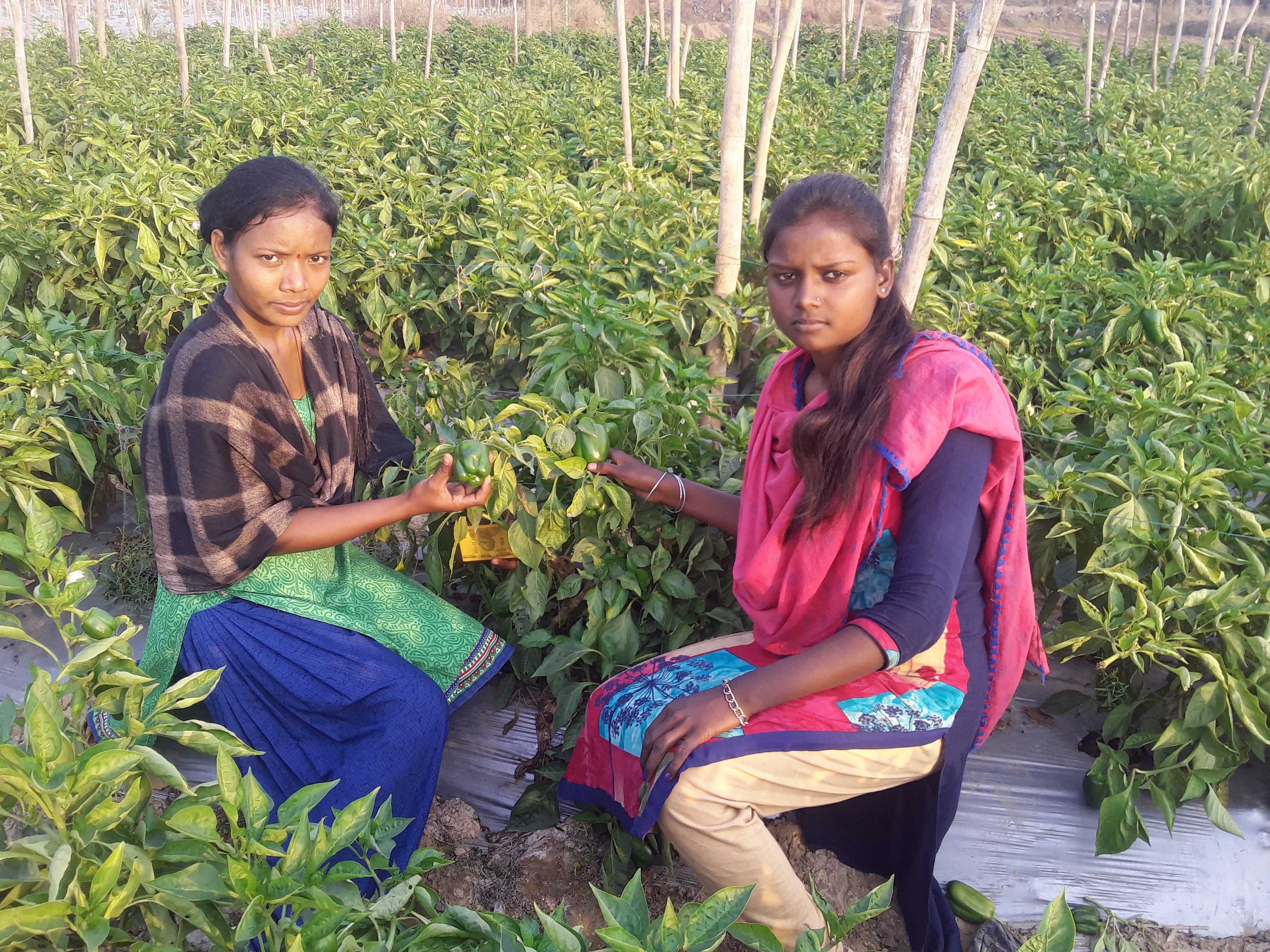 Farmer Karthik Ram Chandra is making profit by cultivating capsicum and other vegetables in janjgir champa