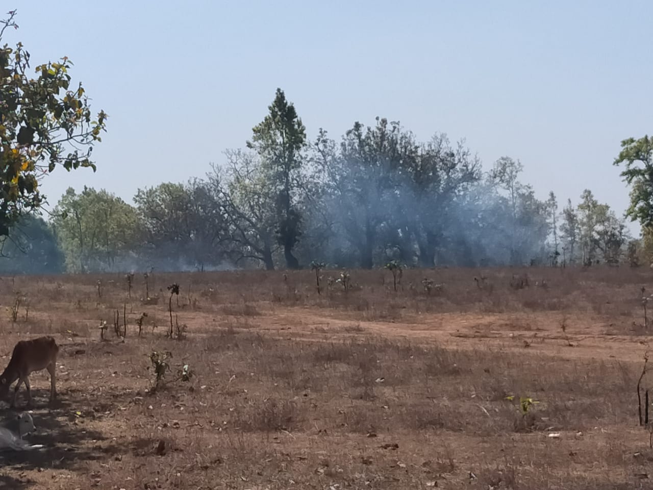 Villagers are setting fire for mahua in Jashpur forest