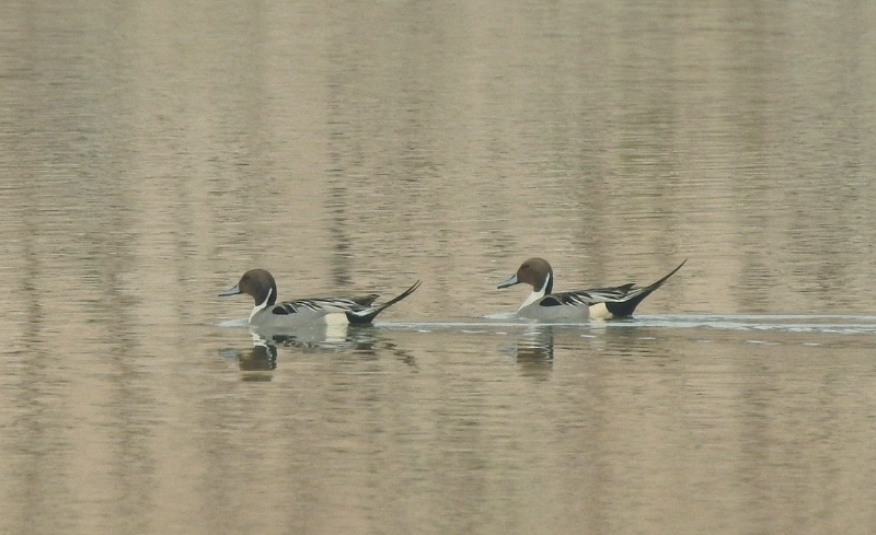 Bird sanctuary to be built in Neemgaon reservoir of Jashpur