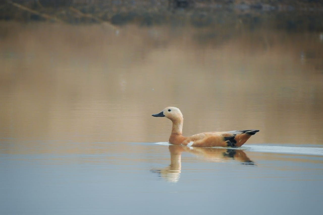 Bird sanctuary to be built in Neemgaon reservoir of Jashpur