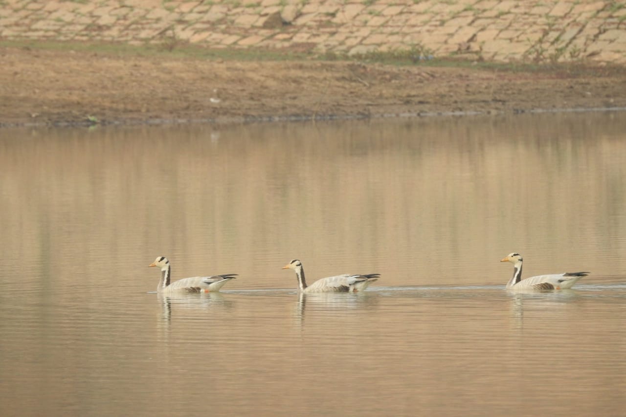 Bird sanctuary to be built in Neemgaon reservoir of Jashpur