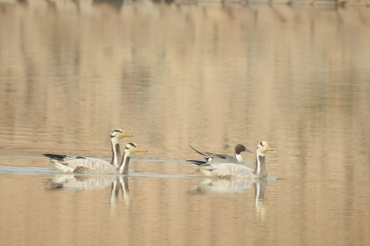 Bird sanctuary to be built in Neemgaon reservoir of Jashpur